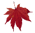 img1.gif